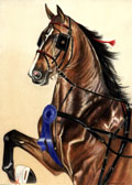 Saddlebred